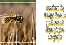 Combien de temps dure le gonflement d'une piqure de guepe ?