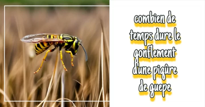 Combien de temps dure le gonflement d'une piqure de guepe ?
